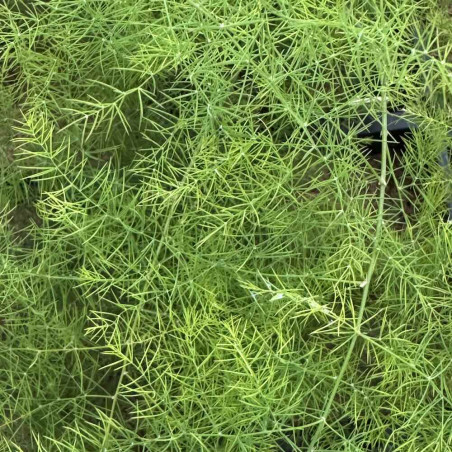 Asparagus scoparius, asperge des Canaries