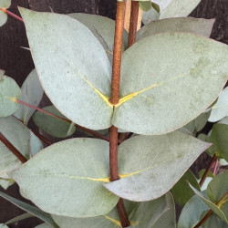 Eucalyptus stellulata Kiandra