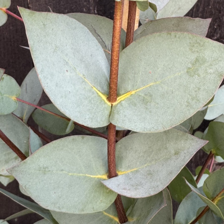 Eucalyptus stellulata Kiandra