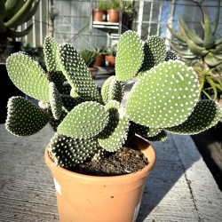 Opuntia microdasys var. albispina