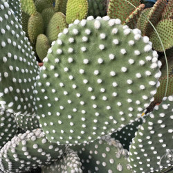 Opuntia microdasys var. albispina