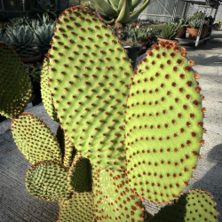 Opuntia microdasys var. rufida