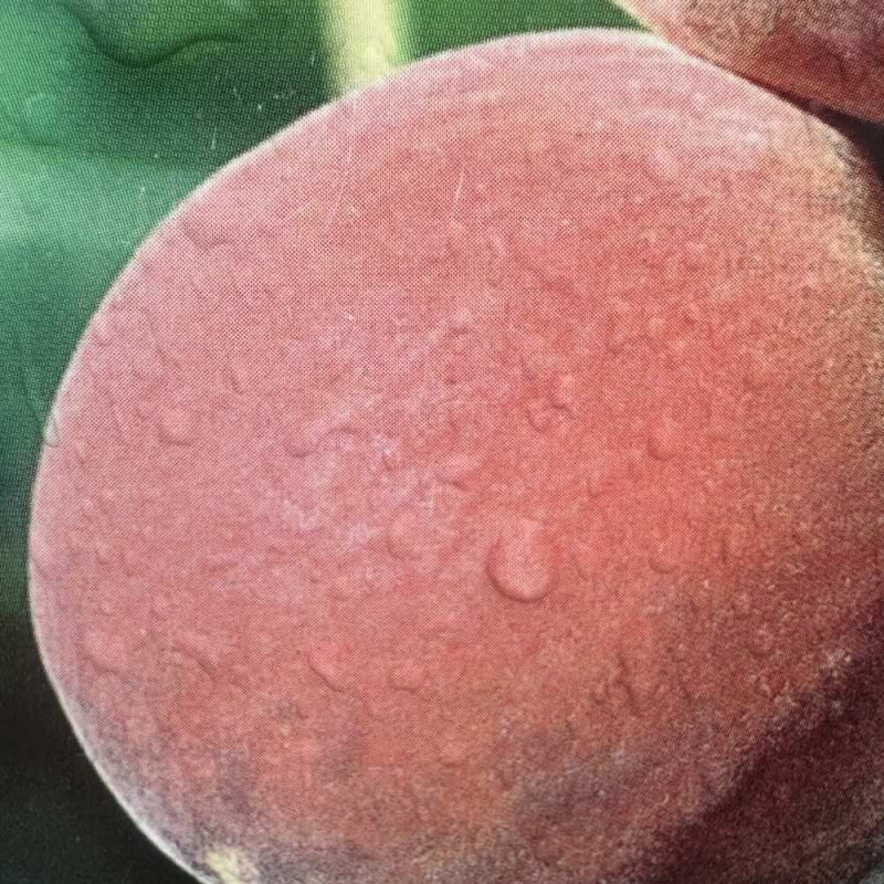 Prunus persica Benedicte®