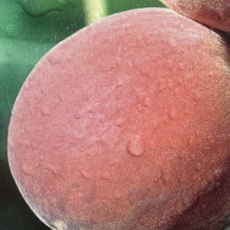 Prunus persica Benedicte®