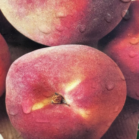 Prunus persica Coraline®