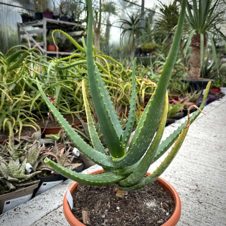 Aloe camperi Cornuta