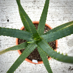 Aloe camperi Cornuta
