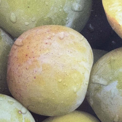 Prunus domestica Sainte Catherine