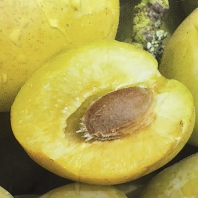 Prunus domestica Golden Japan