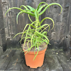 Aloe arborescens subsp. Mzimnyati