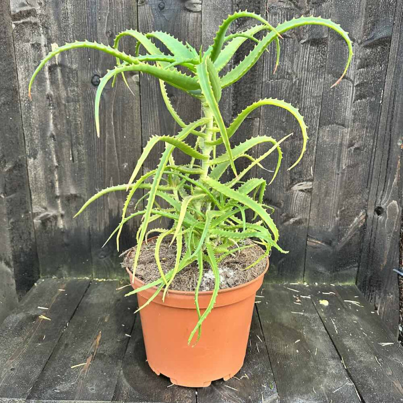 Aloe arborescens subsp. Mzimnyati