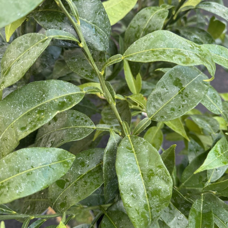 Citrus Junos Semi-inermis, Yuzu