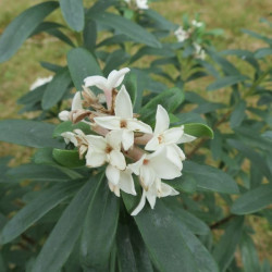 Daphne 'eternal fragrance'®