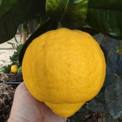 Citrus medica florentinus