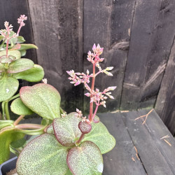 Crassula multicava ssp floribunda