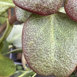 Crassula multicava ssp floribunda