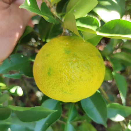 Citrus ichangensis rosea