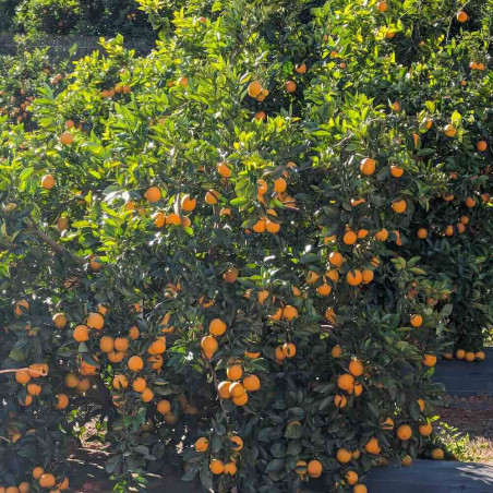 Citrus sinensis Cadenera