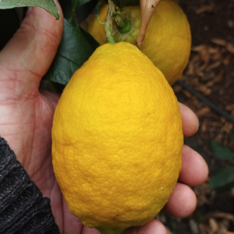 Citrus limon Amalfitano