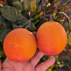 Citrus sinensis Maltaise demi sanguine