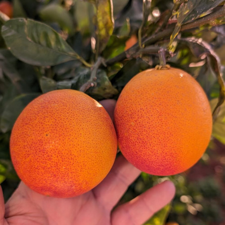 Citrus sinensis Maltaise demi sanguine