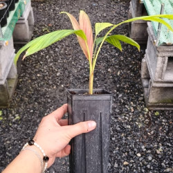 Calyptrocalyx polyphyllus