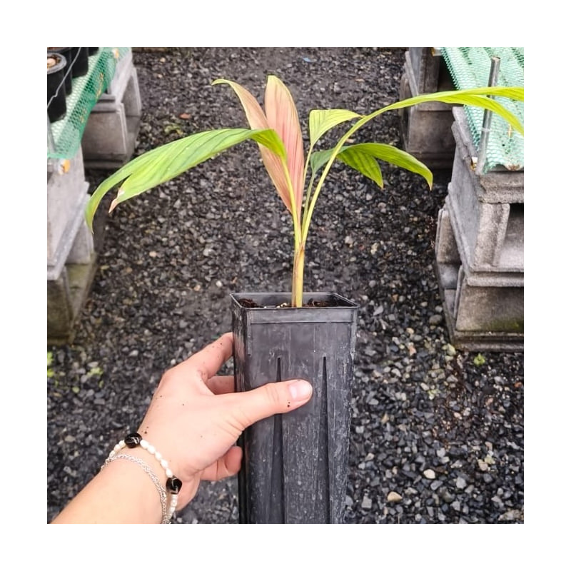 Calyptrocalyx polyphyllus