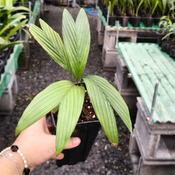 Calyptrocalyx forbesii