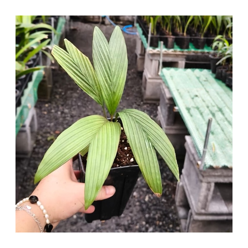 Calyptrocalyx forbesii