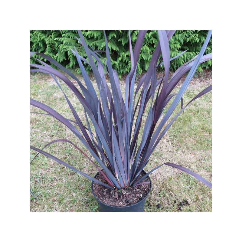 Phormium Taya®