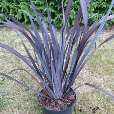 Phormium Taya®