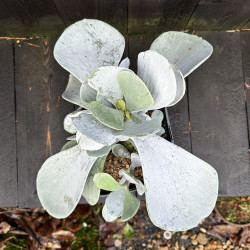 Cotyledon orbiculata Silver Dollar