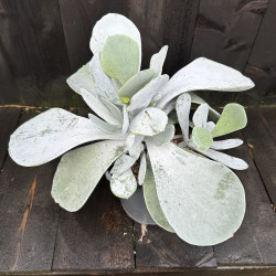 Cotyledon orbiculata Silver Dollar