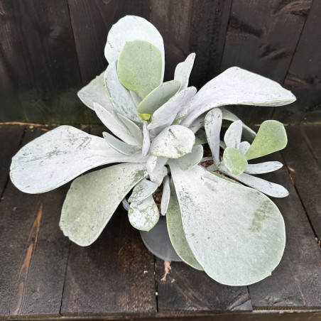 Cotyledon orbiculata Silver Dollar