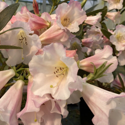 Rhododendron Countess of Haddington