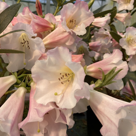 Rhododendron Countess of Haddington
