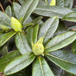 Rhododendron Countess of Haddington