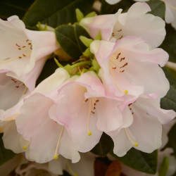 Rhododendron Martha Wright