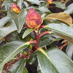Rhododendron Timor