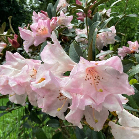 Rhododendron Timor