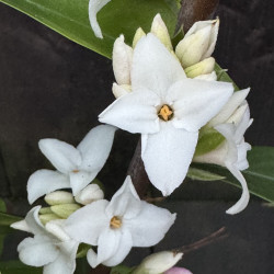 Daphne Perfume Princess White®