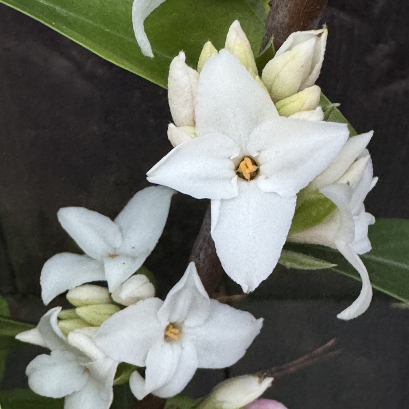 Daphne Perfume Princess White®