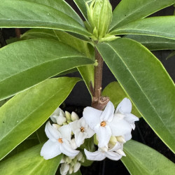 Daphne Perfume Princess White®