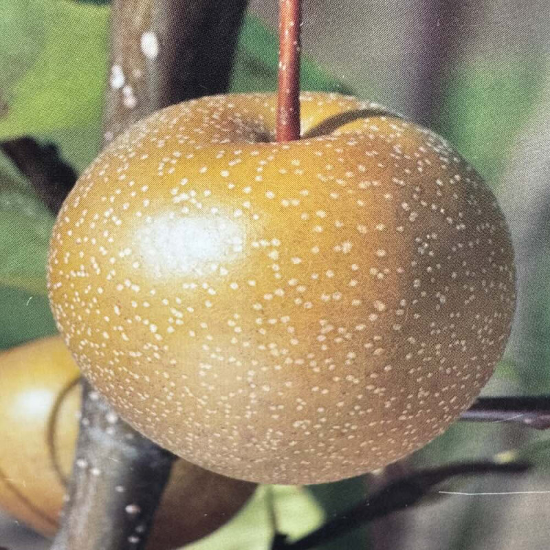 Pyrus pyrifolia Chojuro