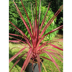 Cordyline australis 'sunrise'