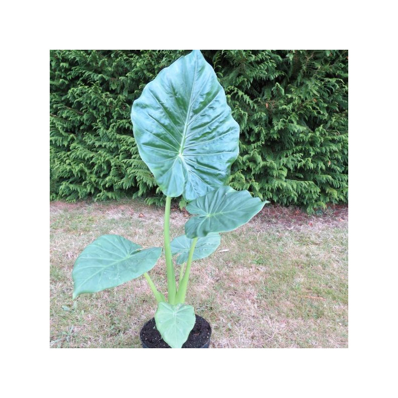 Alocasia Calidora dwarf