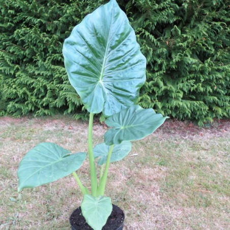 Alocasia Calidora dwarf