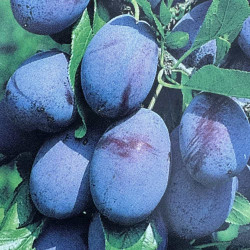 Prunus domestica Stanley