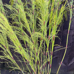 Ischyrolepis subverticillata