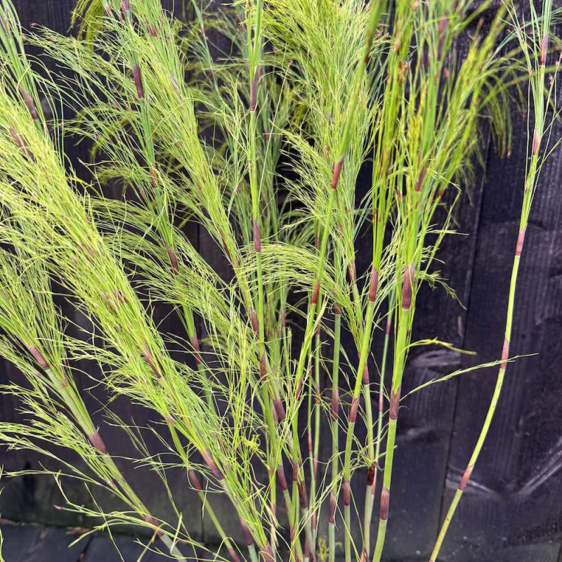 Ischyrolepis subverticillata